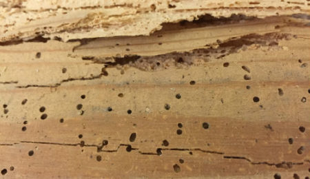 Woodworm