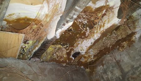 Dry Rot