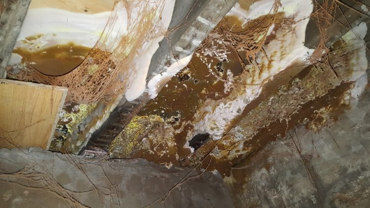Dry Rot