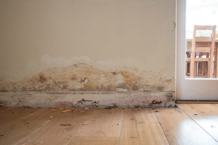 Damp Wall